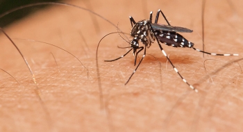 Mudanças climáticas propiciam expansão de doenças como dengue, diz WWF